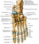 Anatomie: heup,bovenbeen,knie,onderbeen,enkel,voet,acetabulum,collum femoris,trachanter,femur,epicondyl,meniscus,kruisband,cruciate ligament,patella,knieschijf,tibia,fibula,malleolus,talus,calcaneus,tarsus,metatarsus,phalanx,falanx,quadriceps femoris,rectus femoris,sartorius,tensor fasciae latae,tractus iliotibialis,biceps femoris,gastrocnemius,semimembranosus,semitendinosus,soleus,suralis,vena saphena parva,vena saphena magna,sciatic,ischiadicus,peronea